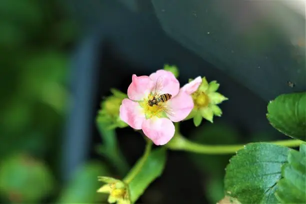 One hoverfly on a pink strawberry blossom against a blurred background