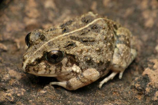 istock Indian burrowing frog, Sphaerotheca breviceps, Satara, Maharashtra, India 1336240515