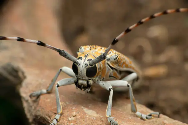 Horn beetle, Eburia species, Satara, Maharashtra, India