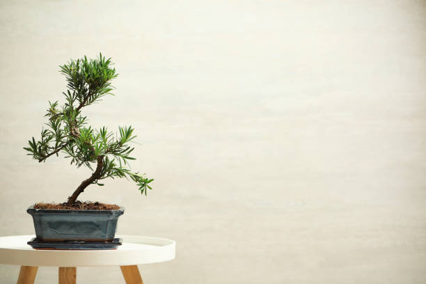 istock Japanese bonsai plant on white table, space for text. Creating zen atmosphere at home 1336245328