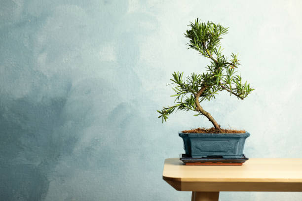 plante de bonsaï japonais sur table en bois, espace pour le texte. créer une atmosphère zen à la maison - bonsaï photos et images de collection