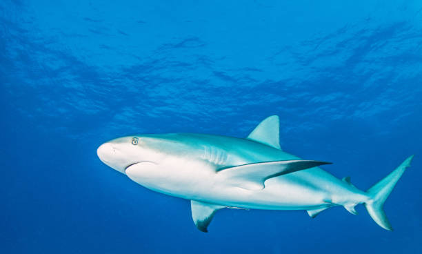 istock Caribbean reef shark at the Bahamas 1336245495
