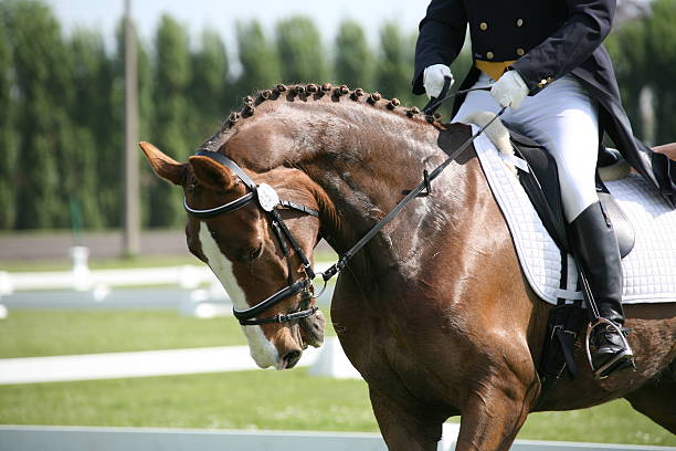 istock Dressage horse in competition 133624722