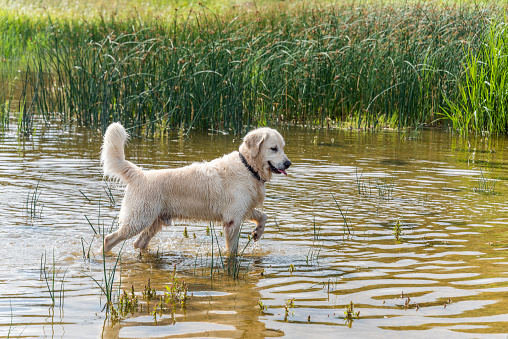 Champion Golden Retriever Hunting in Water in Northern Europe