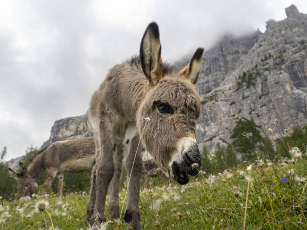 istock Donkey in dolomites panorama background 1336249531