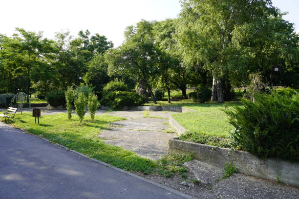 istock Beautiful trees in the park on sunny day 1336249565