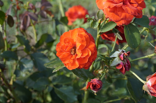 Beautiful Red Rose in the park