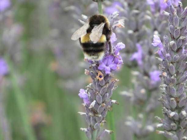 istock Bumble Bee climbing a Lavender stalk 1336250620