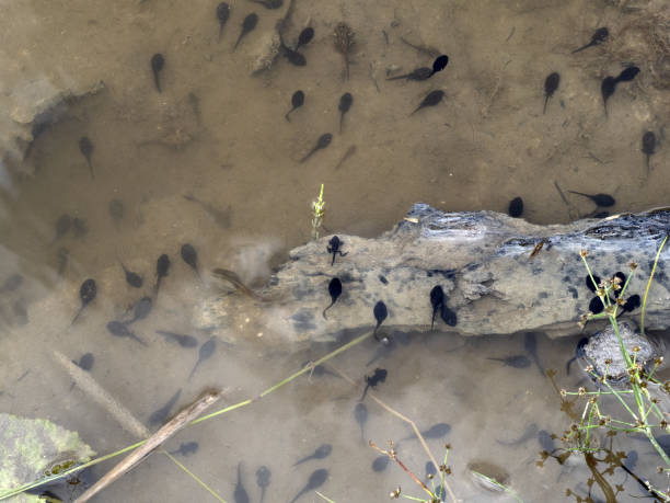 istock frog tadpole in a swamp 1336250766