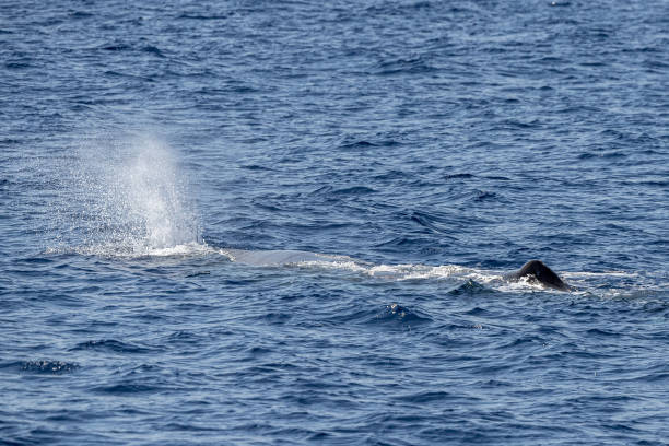 istock blow of Sperm Whale at sunset while blowing breath 1336250962