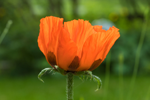 Poppies at the beginning of spring