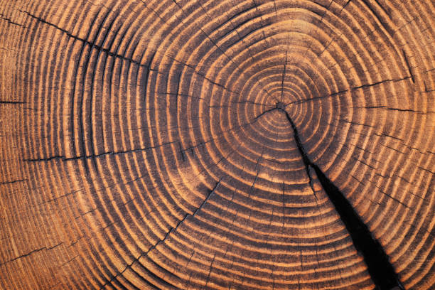 istock annual rings on a sawn trunk, old tree stump background. wood texture 1336251113