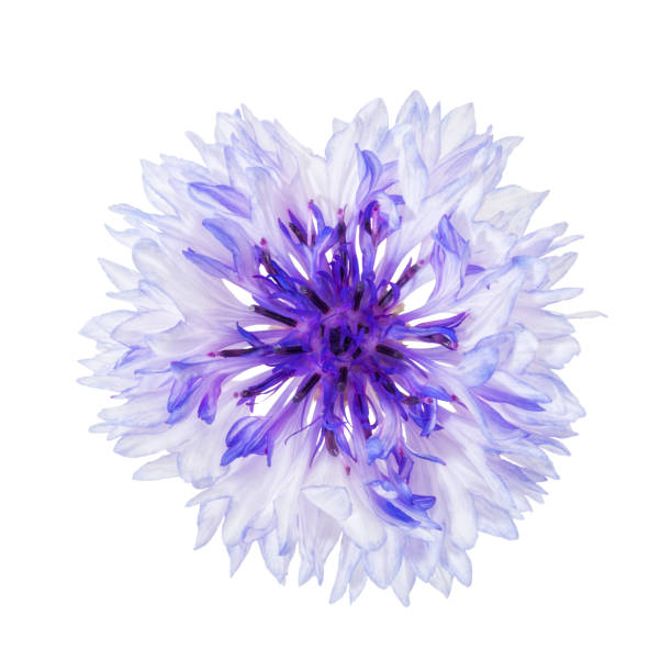 istock Blue and white cornflower blossom, closeup, isolated 1336251221