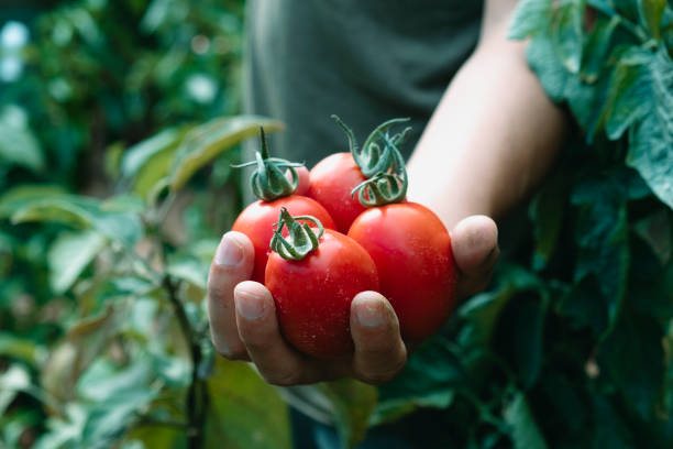 istock man holds a bunch of freshly collected tomatoes 1336251930