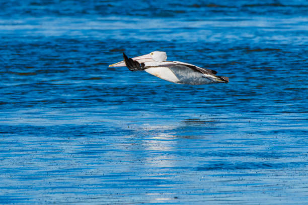 istock Pelican flying over the blue bay water 1336252093