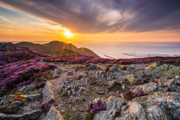 Conwy Mountain sunset August sunset from Conwy Mountain heather photos stock pictures, royalty-free photos & images
