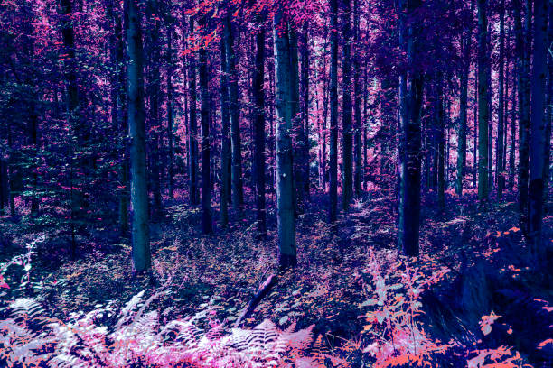 istock Nature surreal forest plants abstract concept background 1336253402