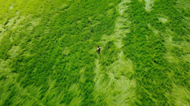 vista vertical de um caminhante andando em um prado verde - drone subindo - fotografias e filmes do acervo
