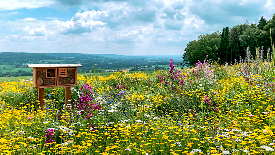 View of a bee hotel built in between multi coloured wild flowers