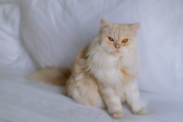 istock Beautiful Persian Cat Sitting on the Bed 1336253597