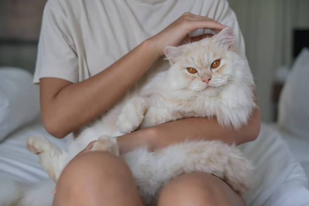 istock Pet Owner Stroking Her Beautiful Persian Cat 1336253598