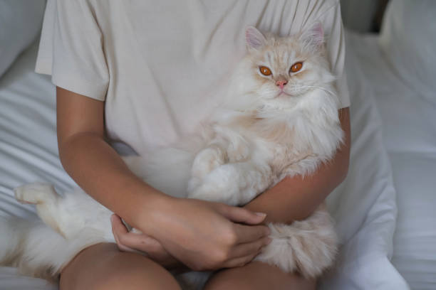 istock My Life Is Cats and Paws 1336253660