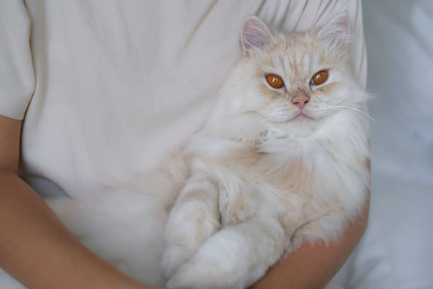 istock You Had Me at Meow 1336253661