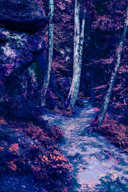 istock Nature surreal forest plants abstract concept background 1336253926