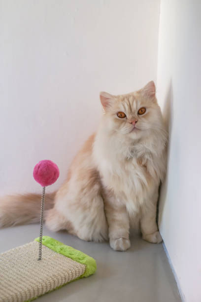 istock Persian Cat Sitting With Her Toy 1336253972