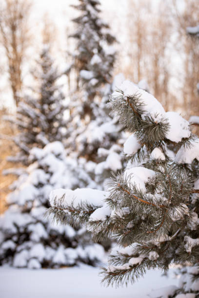 istock A snowy evergreen tree in the open air. Preparation for decorating evergreen trees with Christmas decor. Winter, holiday season and Christmas concept. A traditional holiday. 1336254643