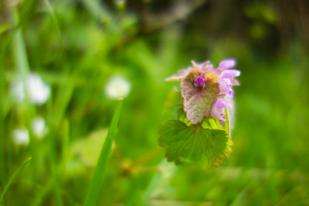 Purple Dead Nettle (Lamium purpureum) flowers isolated on a natural pale green background