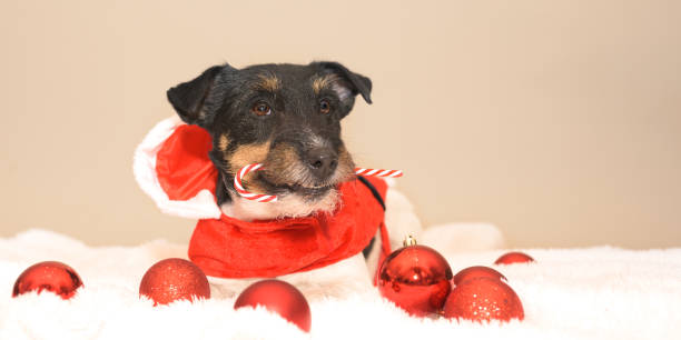 istock little cute Jack Russell Terrier Christmas dog 1336255093