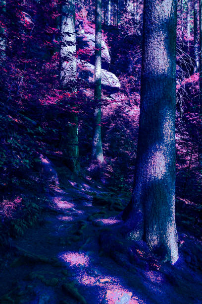 istock Nature surreal forest plants abstract concept background 1336255210