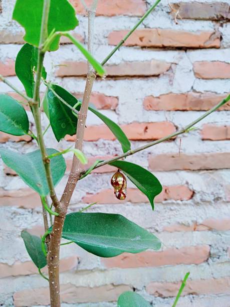 istock Golden yellow cocoons, hanging from the banyan tree. 1336256033