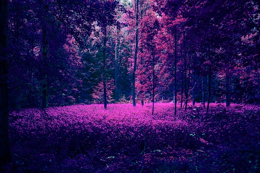 Surreal forest with colorful leaves. Abstract variation of nature in blue and magenta. Conceptual Stock Photo.