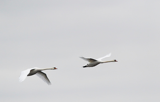 Mute Swan (Cygnus olor) in Flight