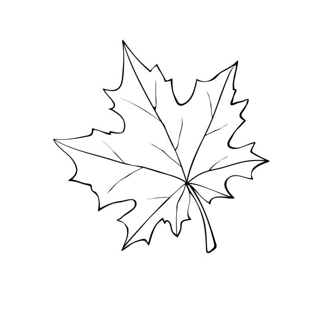 handgezeichneter ahornblattumriss isoliert auf weißem hintergrund. vektorsymbol des herbstes, der natur, kanada im doodle-stil - maple leaf stock-grafiken, -clipart, -cartoons und -symbole