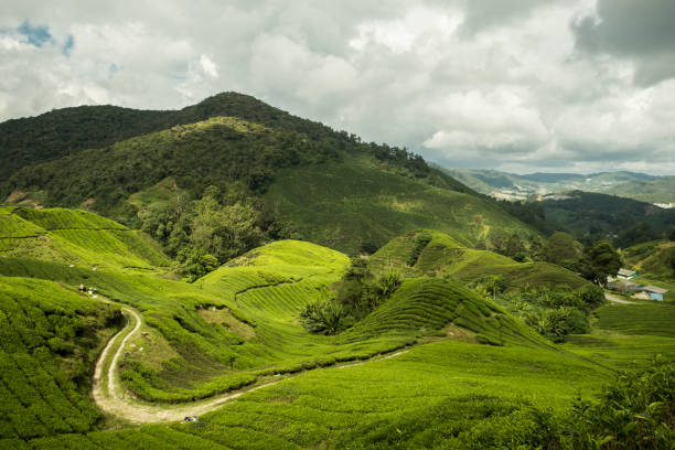 istock Tea plantation in Cameron Highlands, Malaysia 1336260481