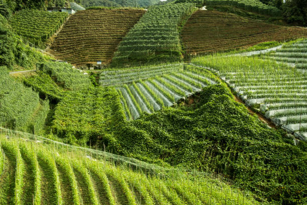 istock Tea plantation in Cameron Highlands, Malaysia 1336260596