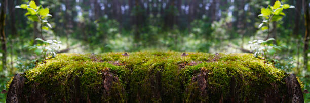 istock Green moss on a stump on a blurred forest background. Product display. Free space for design and montage. 1336261094