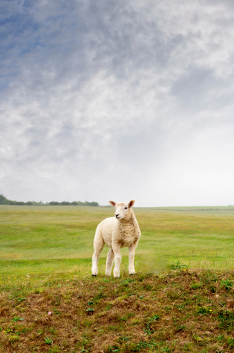 A young lamb standing on a hill, looking towarsd left frame.  Cloudy sky, green fields and trees in background.  Portrait (vertical) orientation.