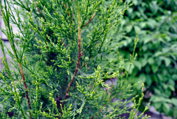 istock The harmony of green plants 1336262477