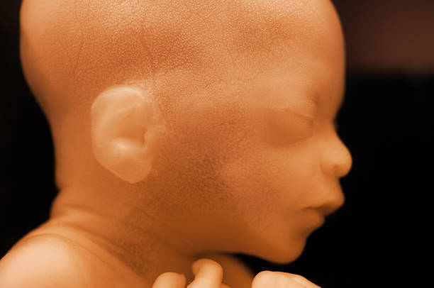 macro d'un foetus humain - foetus étape de fécondation humaine photos et images de collection