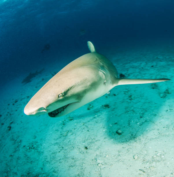 istock Lemon shark at the Bahamas 1336265111