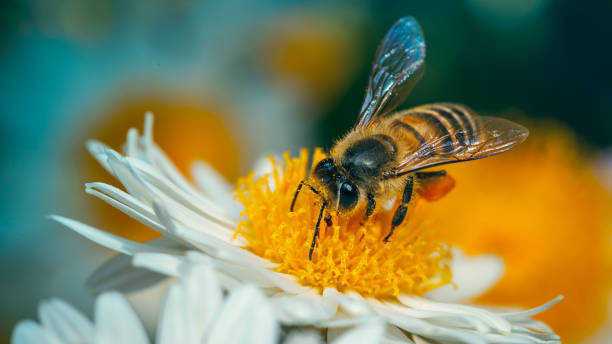 Honeybee on daisy flower. stock photo