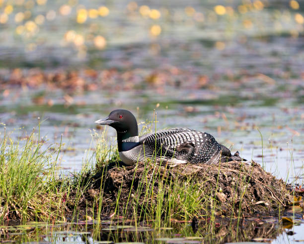 gewöhnlicher seetaucher ruht und bewacht das nest im sumpfwasser mit unschärfem hintergrund in seiner umgebung und lebensraumumgebung. loon bild. bild. porträt. foto. - common loon stock-fotos und bilder