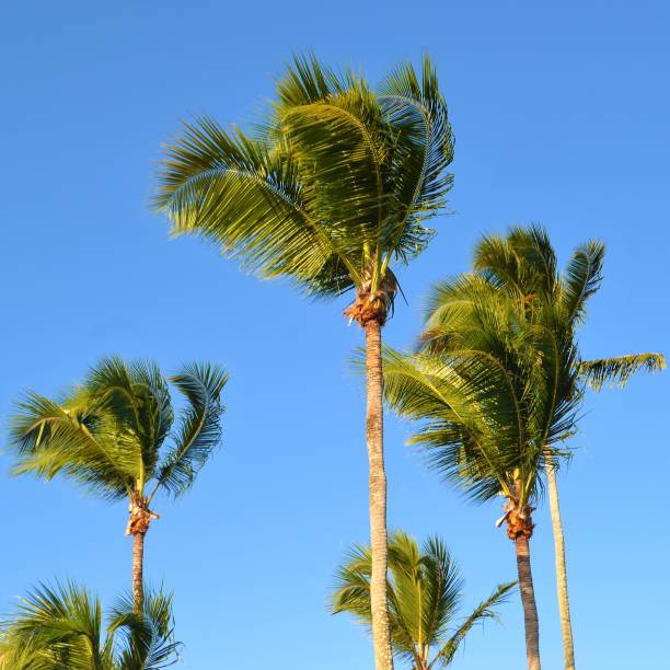 istock Bahia Brazil Costal Impressions 1336266075