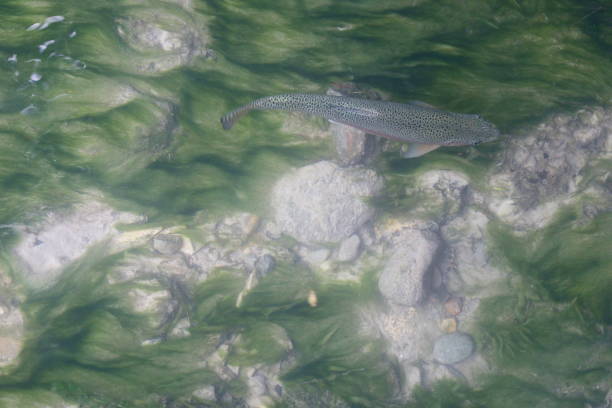 istock Trout swimming in the river 1336267130