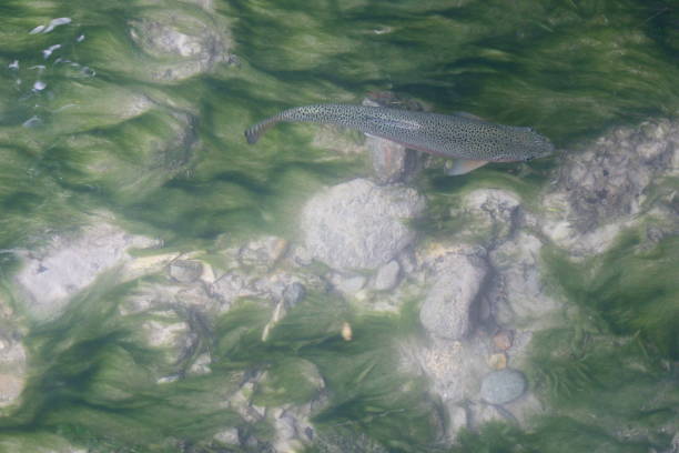 Trout swimming in the river stock photo