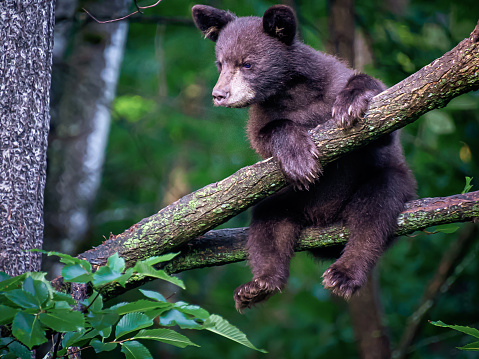 Small Black Bear Cub sitting in Tree on a branch watching